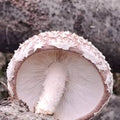 Shiitake Mushrooms
