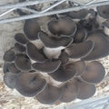 Oyster Mushrooms