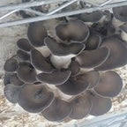Oyster Mushrooms