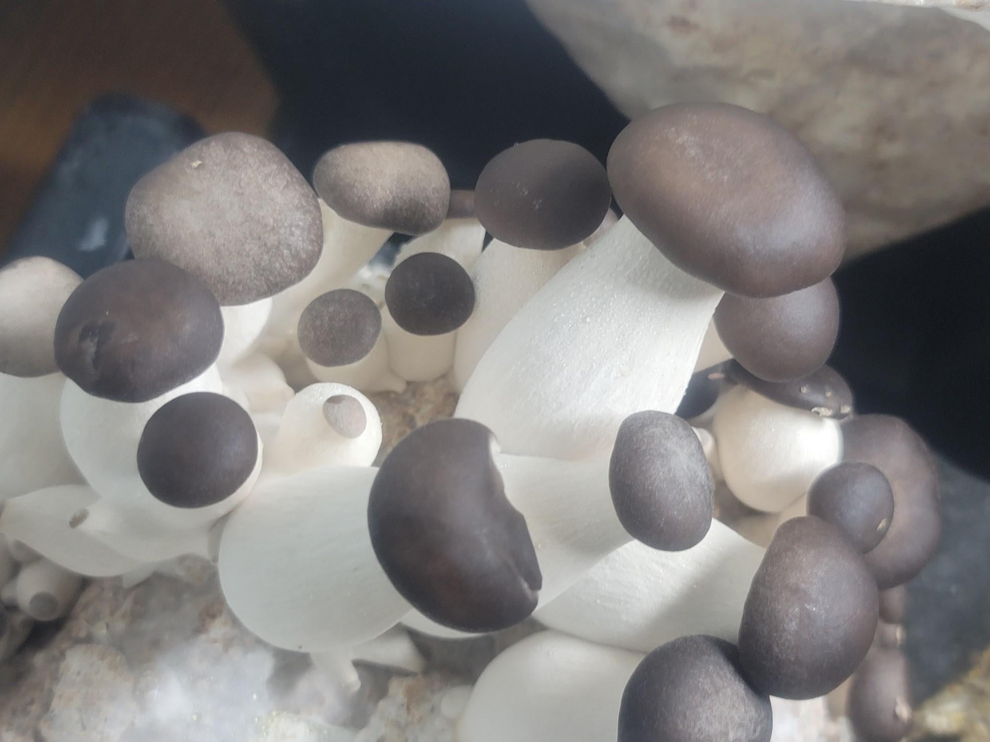 Black King Pearl Oyster