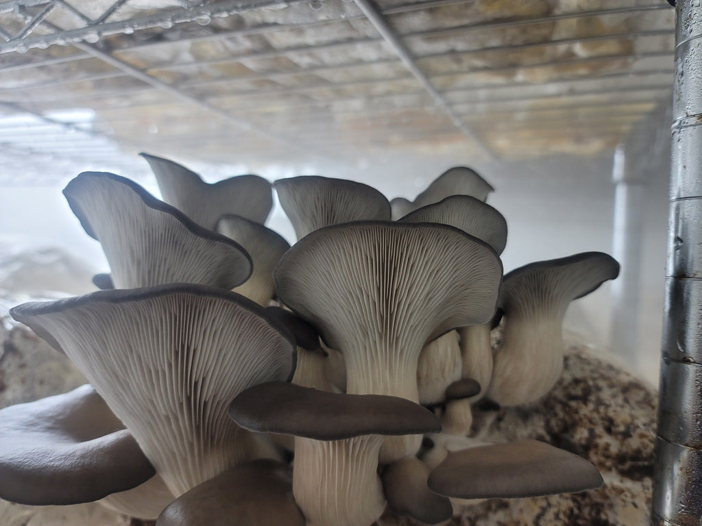 Oyster Mushrooms
