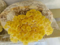 Golden Oyster