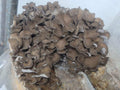 Maitake