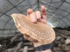 Shiitake Mushrooms