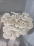 Snow Oyster