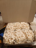 White Beech