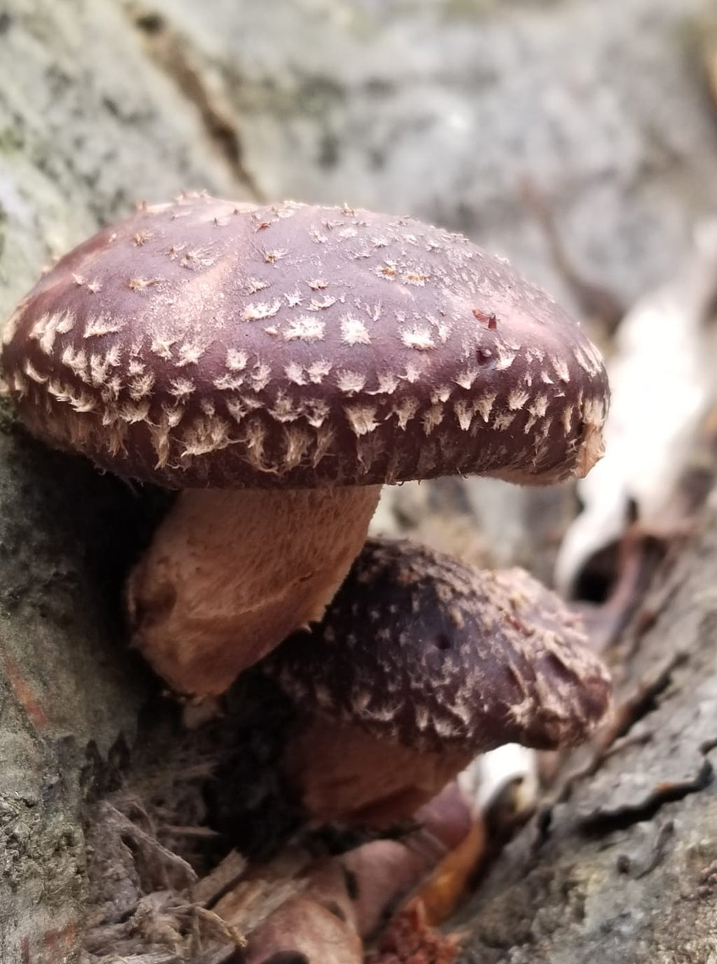 Shiitake Mushrooms