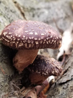 Shiitake Mushrooms